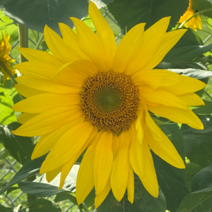 Counseling Session (Student rate)